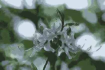   Adobe Photoshop 7
