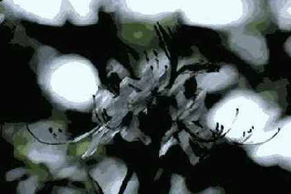   Adobe Photoshop 7
