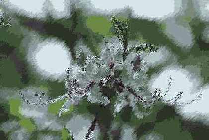   Adobe Photoshop 7
