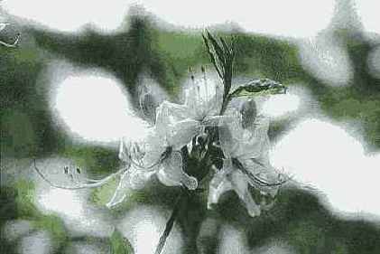   Adobe Photoshop 7
