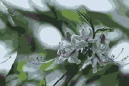  Adobe Photoshop 7
