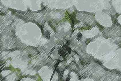   Adobe Photoshop 7
