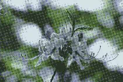   Adobe Photoshop 7
