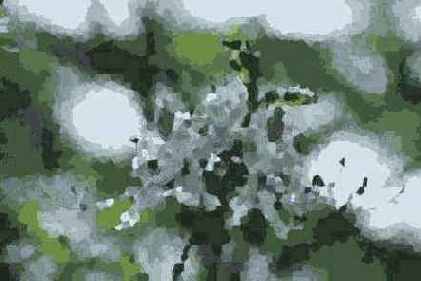  Adobe Photoshop 7
