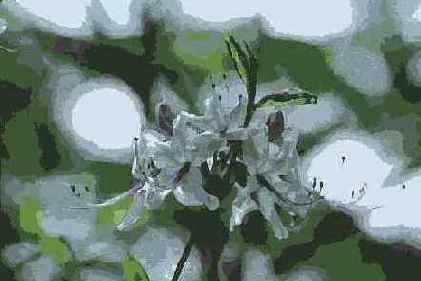   Adobe Photoshop 7
