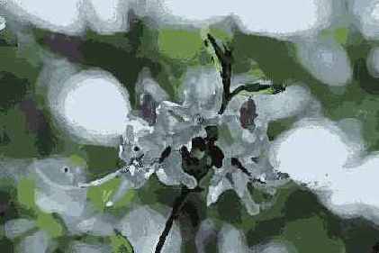   Adobe Photoshop 7
