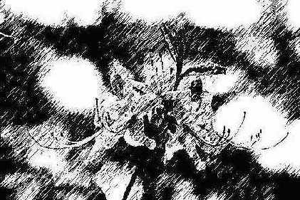   Adobe Photoshop 7
