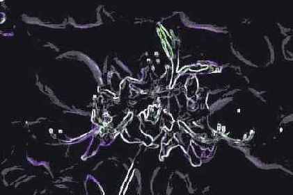   Adobe Photoshop 7
