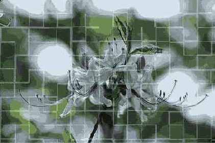   Adobe Photoshop 7
