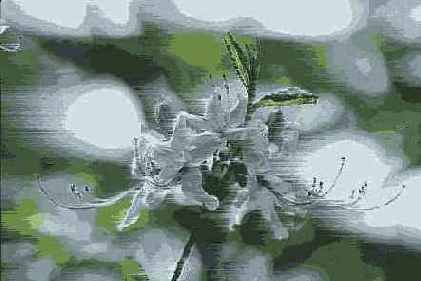   Adobe Photoshop 7
