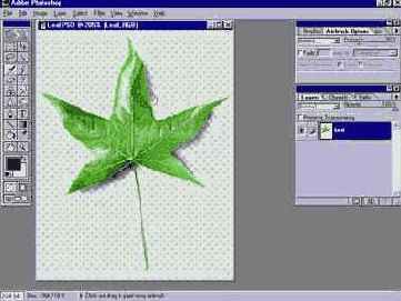   Adobe Photoshop