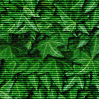   Photoshop
